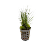Dwarf Hairgrass Eleocharis