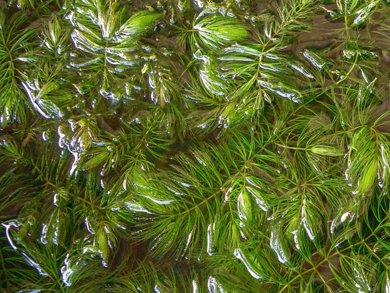 3 Pack Hornwort Bundle