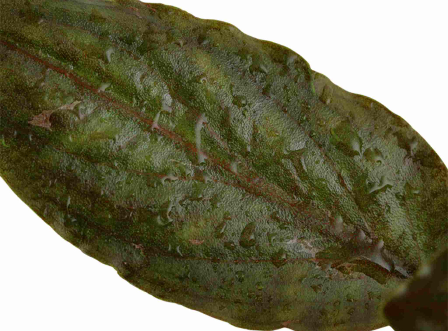 Lagenandra Meeboldii