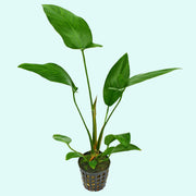 Anubias Hastifolia
