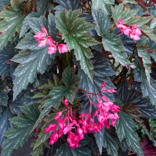 Angel Wing Begonia Assorted Starter Plant Bundle