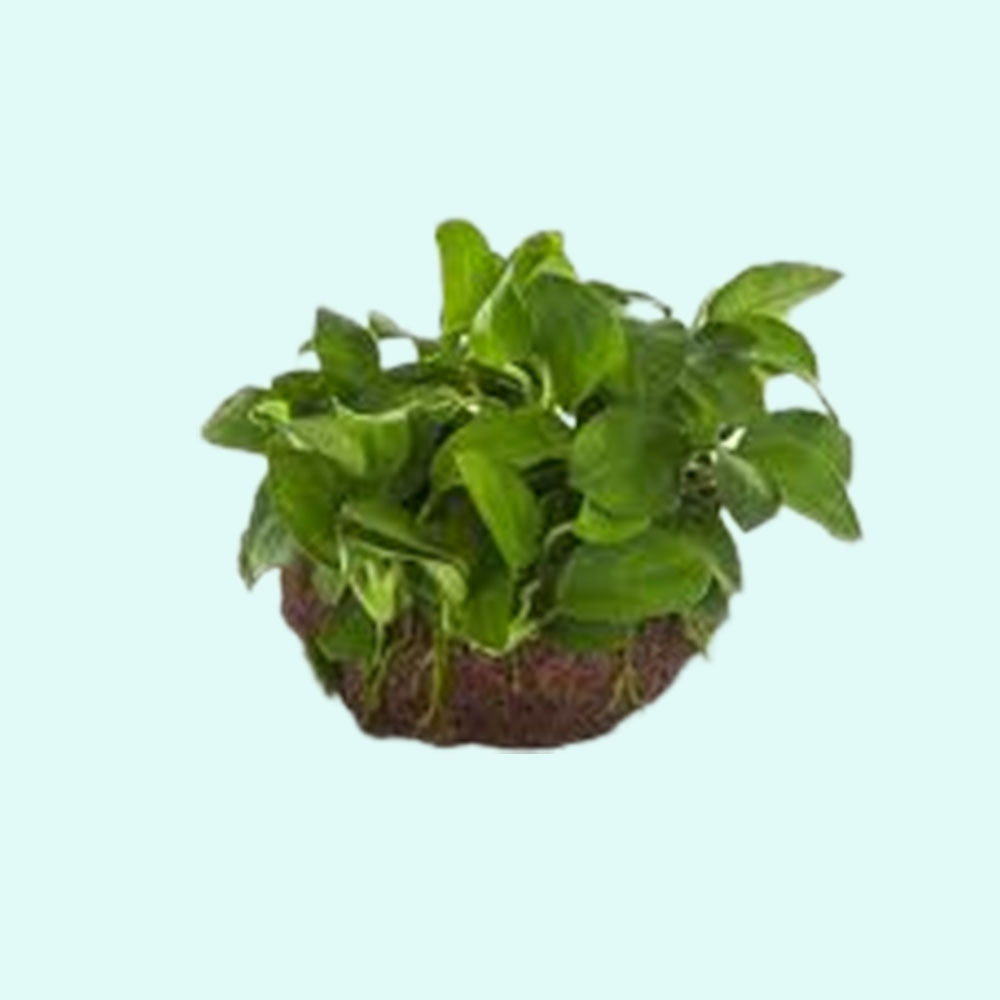 Anubias On Lava Rock