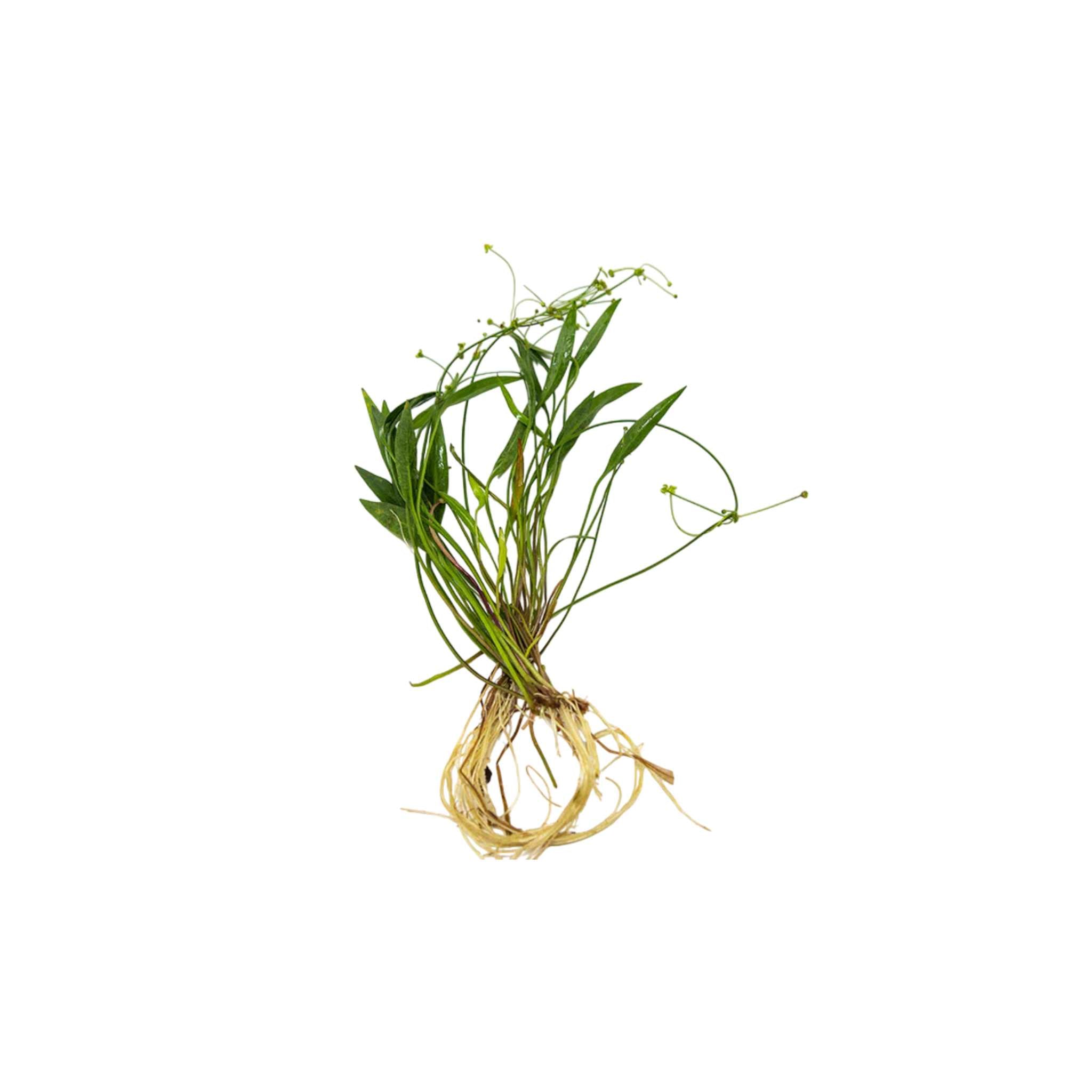 Chain Sword Narrow Leaf Hellanthium Bolivianum