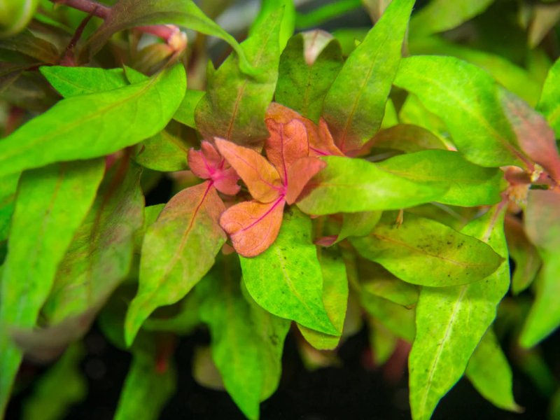 Scarlet Temple (Alternanthera Reineckii)