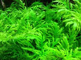 Willow Moss Fontinalis Antipyretica Portion