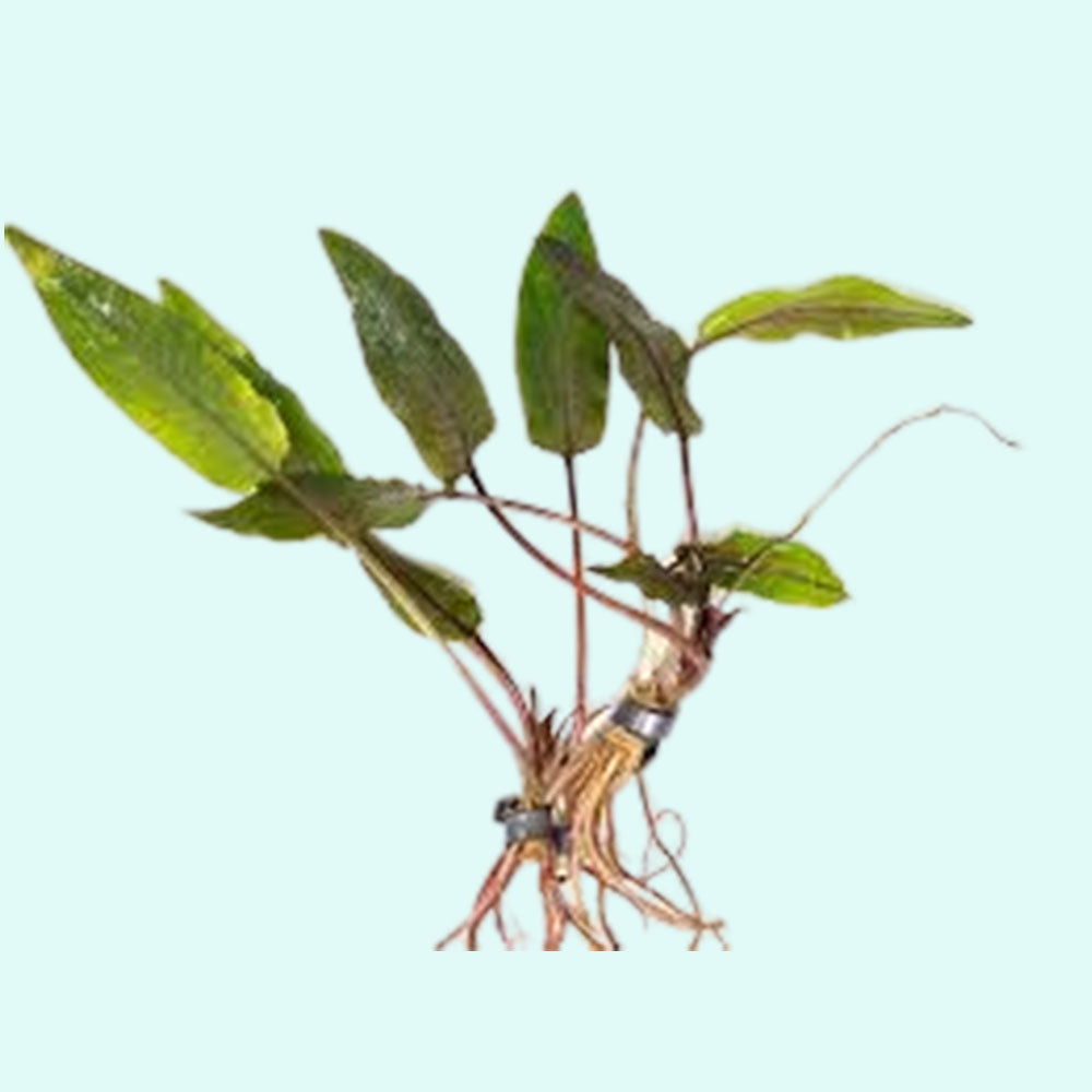 Cryptocoryne Crypt (Undulata)