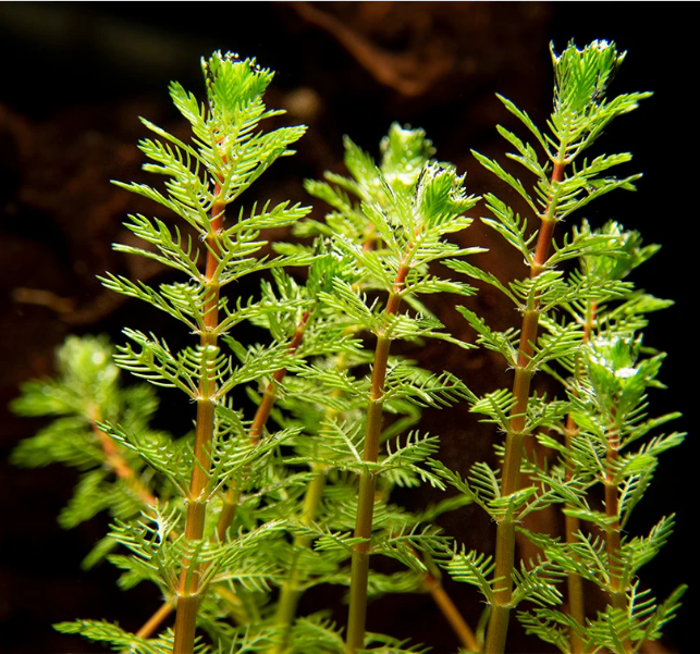 Red Parrot Feather Myriophyllum Brasiliensis
