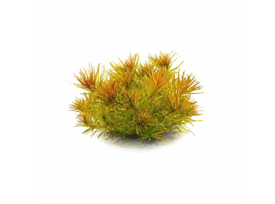 Ludwigia Inclinata RedCuba