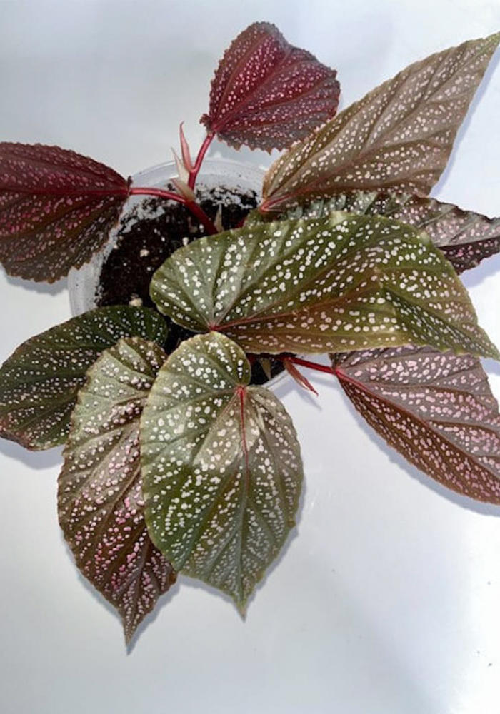 Angel Wing Begonia Benigo Pink Rooted Starter Plant