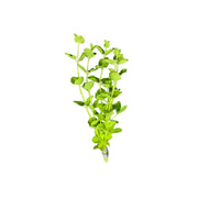 Mint Charlie (Micromeria Brownei)