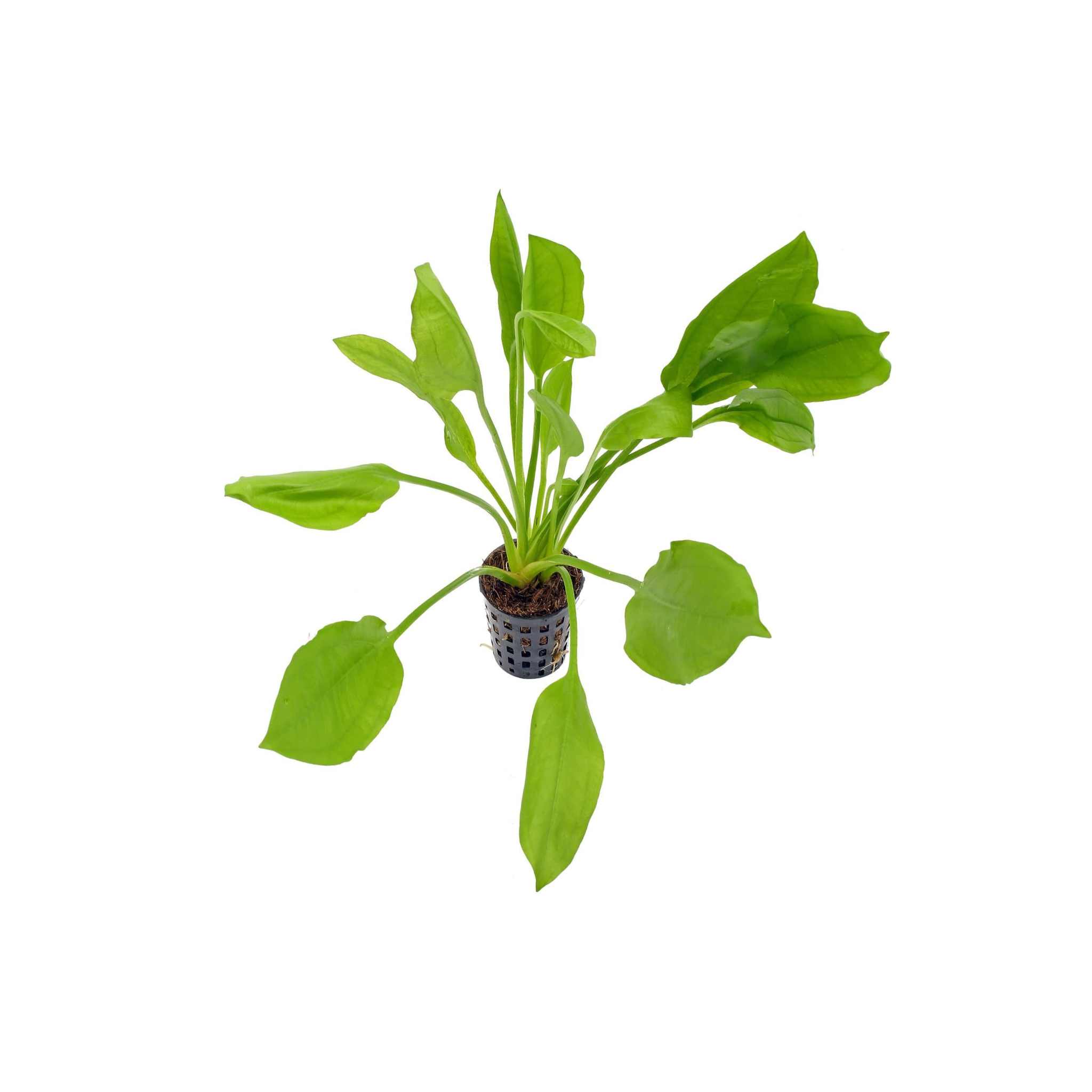 Amazon Sword Echinodorus Bleheri