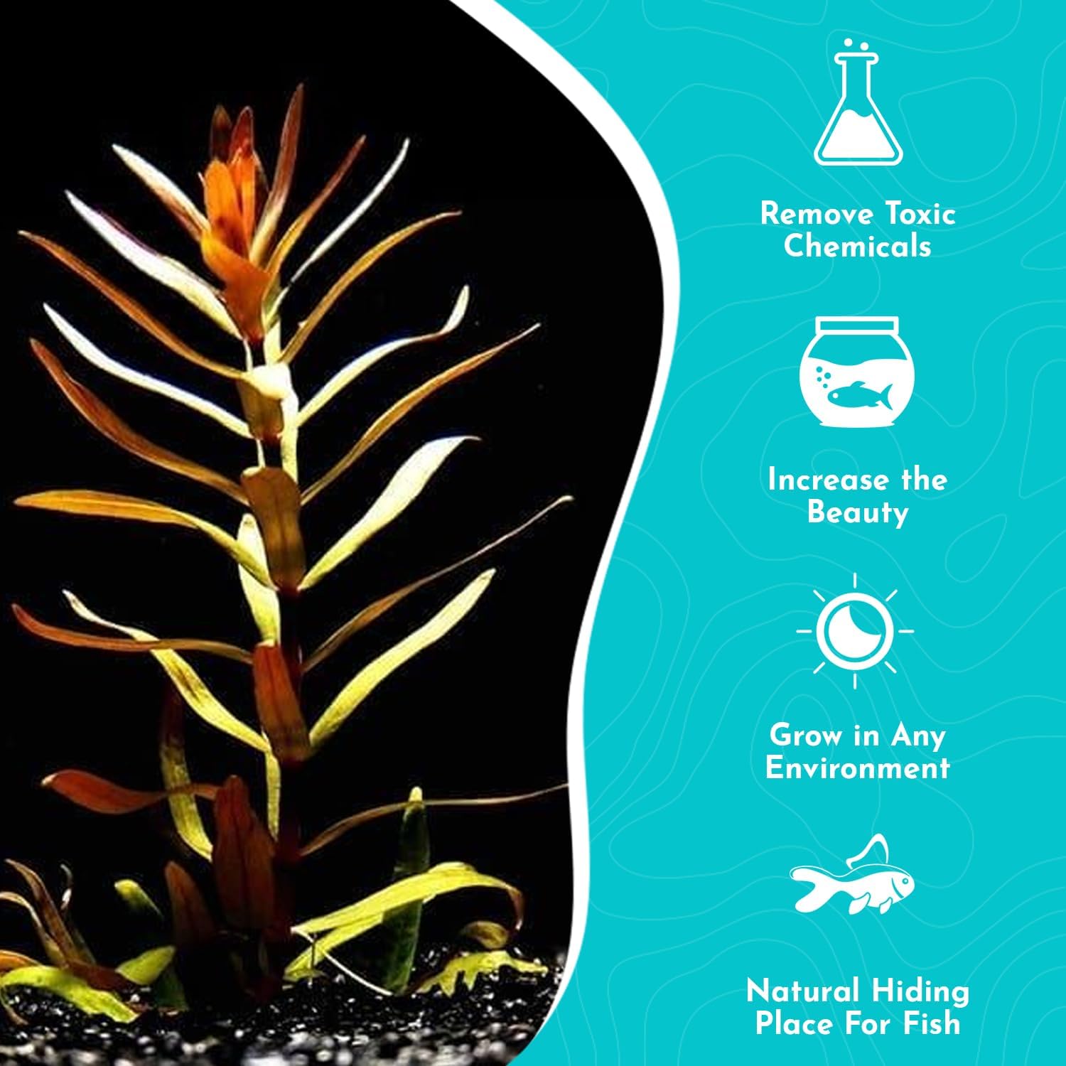 Nesaea Pedicellata (Golden)