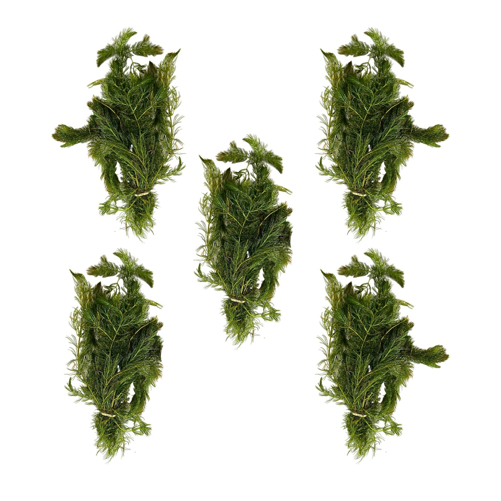 Anacharis and Hornwort Bundle Live Aquarium Plants