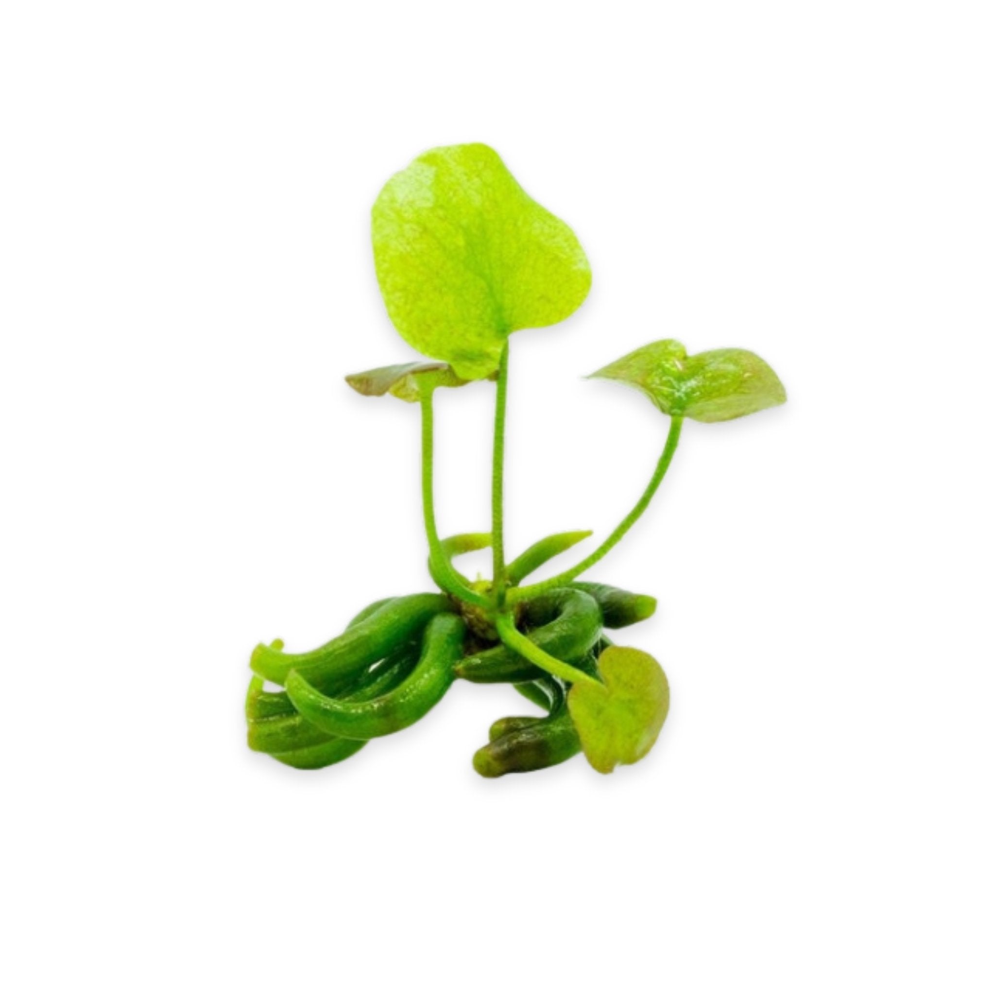 Banana Plant (Nymphoides Aquatica)