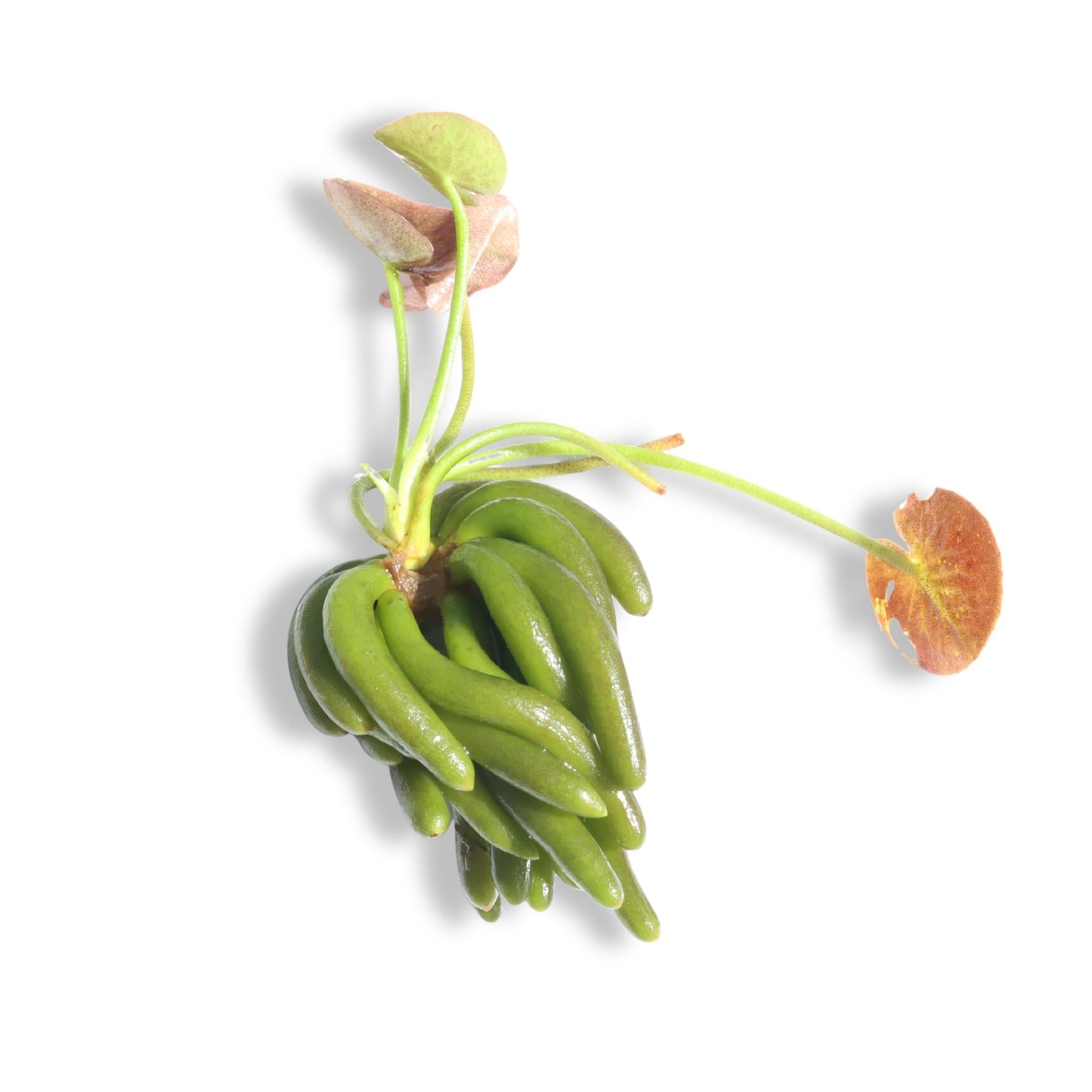 Banana Plant (Nymphoides Aquatica)