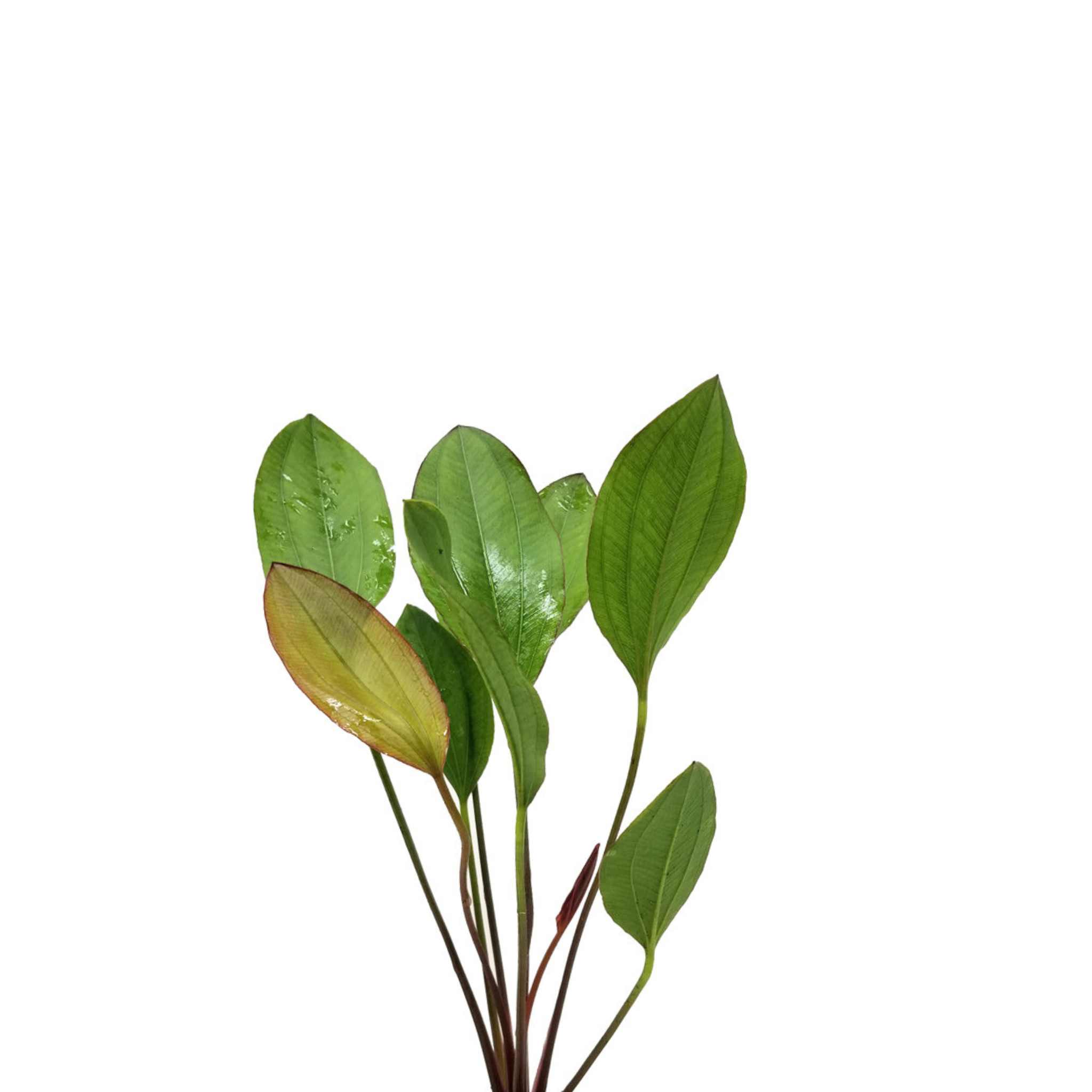 Amazon Sword Echinodorus Red Melon