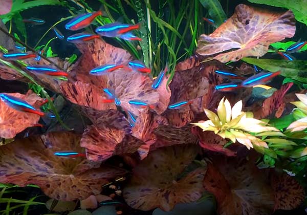 Red Tiger Lotus Lily Nymphaea