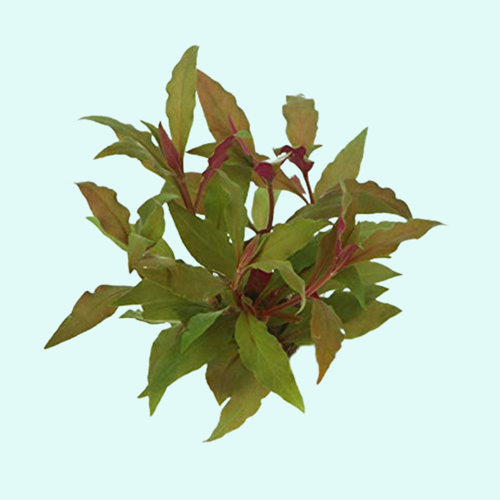 Alternanthera Rosanervig