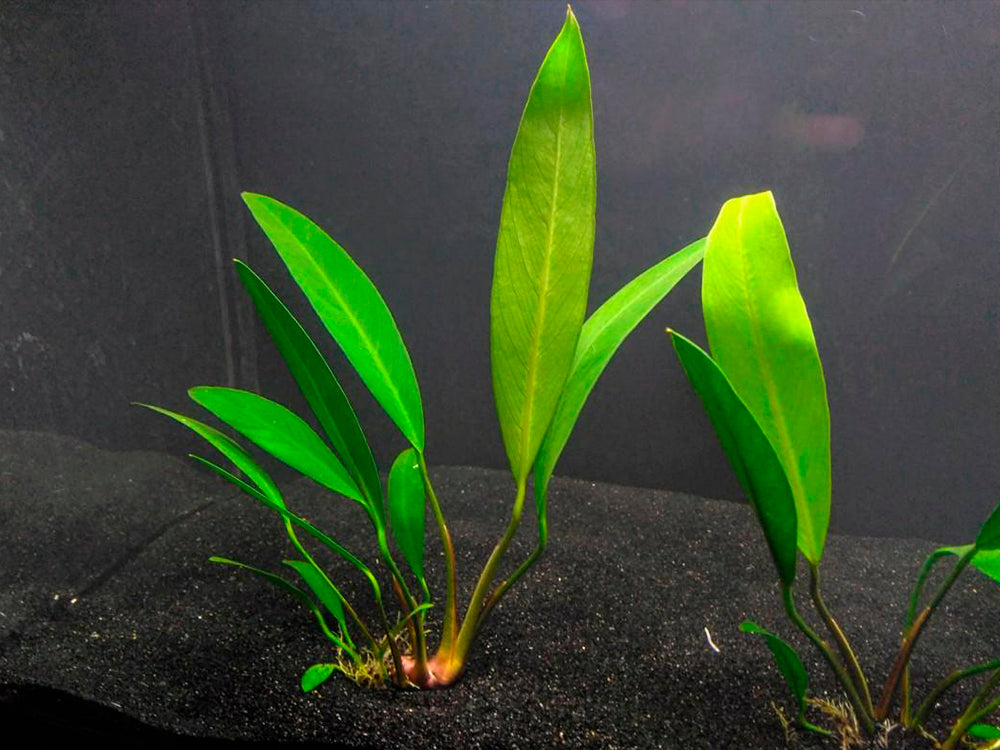 Anubias Heterophylla Lanceolata