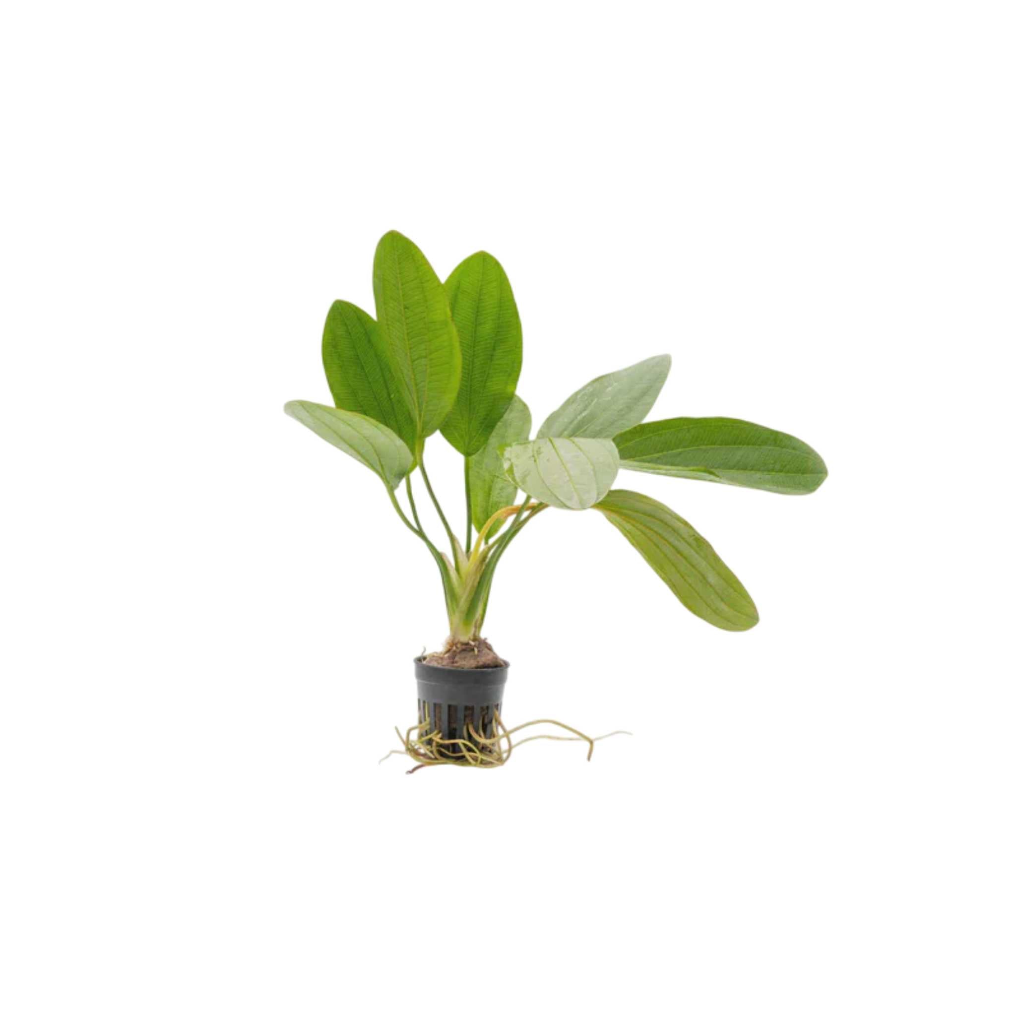 Amazon Melon Sword (Echinodorus Osiris)