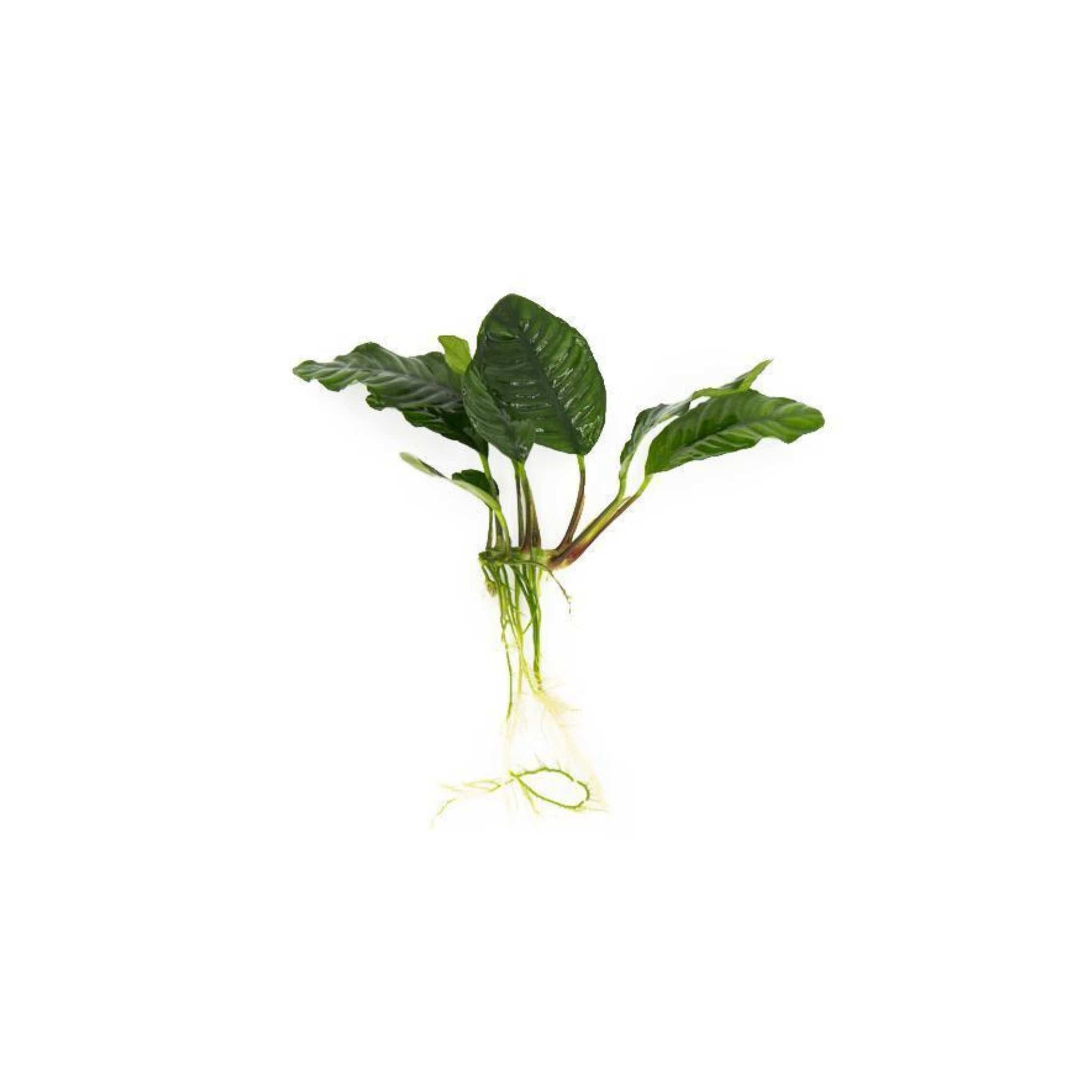 Anubias Barteri (Coffeefolia)