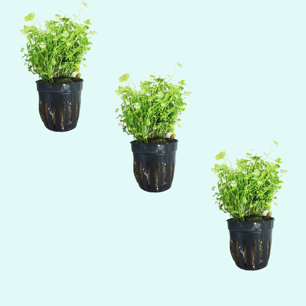 Dwarf PennyWort Japan (Hydrocotyle Tripartita)