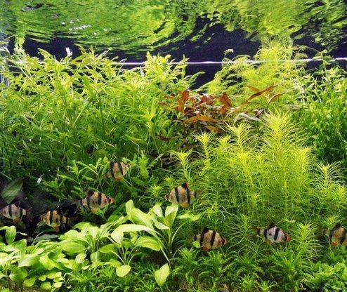 The Aquatic Plant House