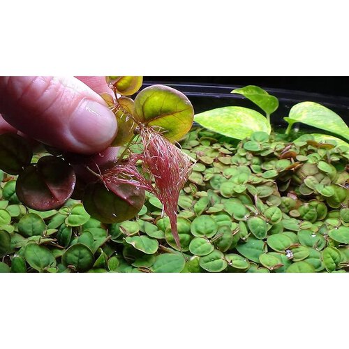 Red Root Floater Phyllanthus Fluitans