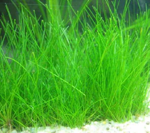 Dwarf Hairgrass Eleocharis
