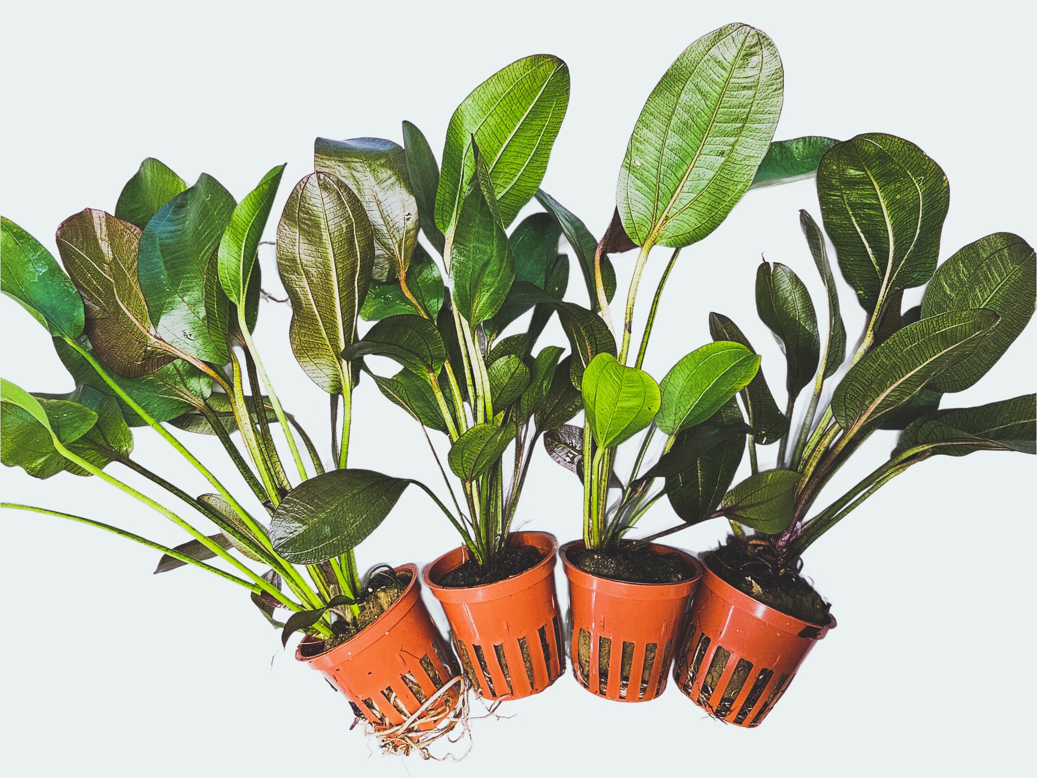 Amazon Sword Echinodorus 'Reni'