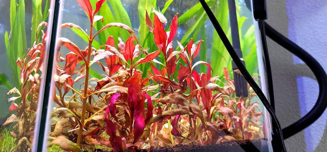 Scarlet Temple (Alternanthera Reineckii)