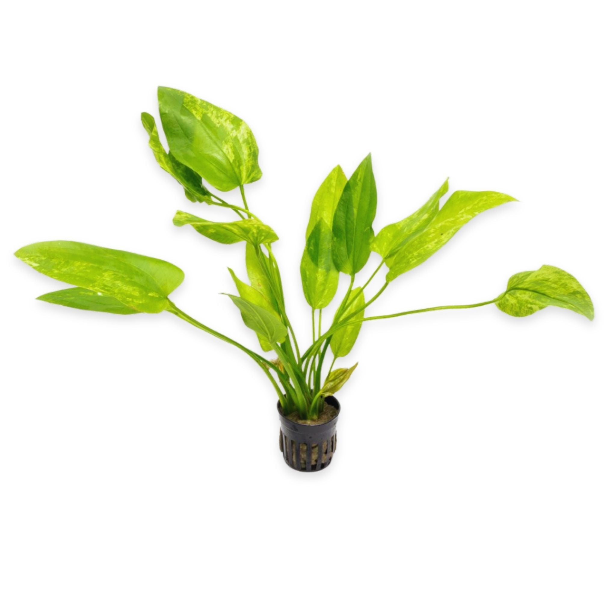 Marble Queen Sword Echinodorus Cordifolius