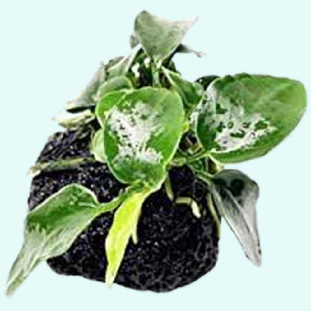 ANUBIAS (Nana Petite) On Lava Rock