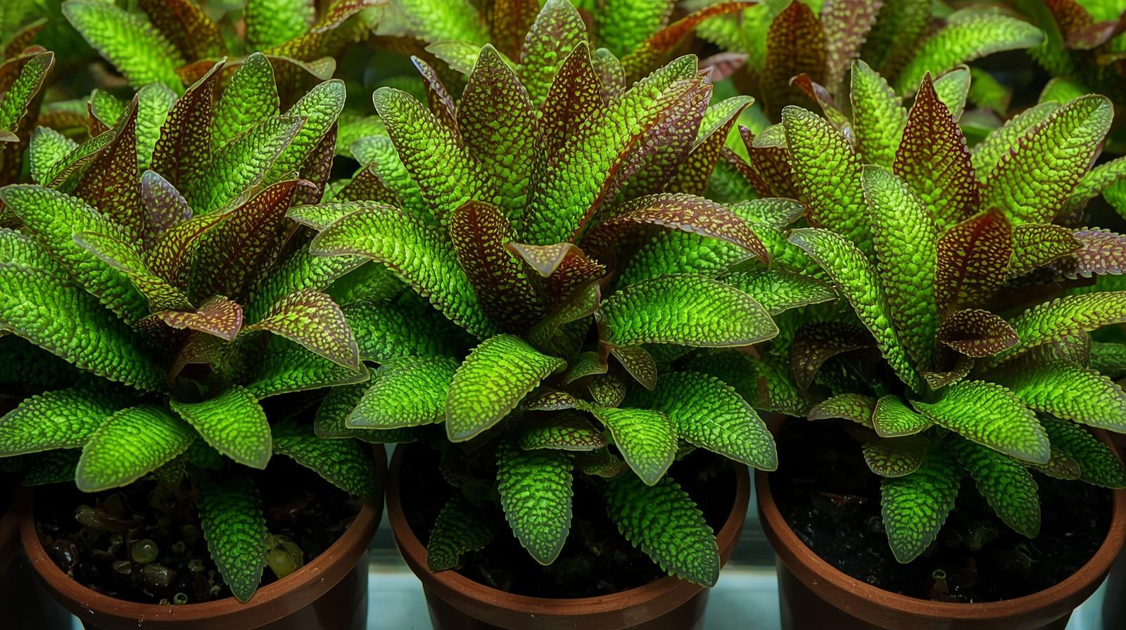 Cryptocoryne Becketii Petchii