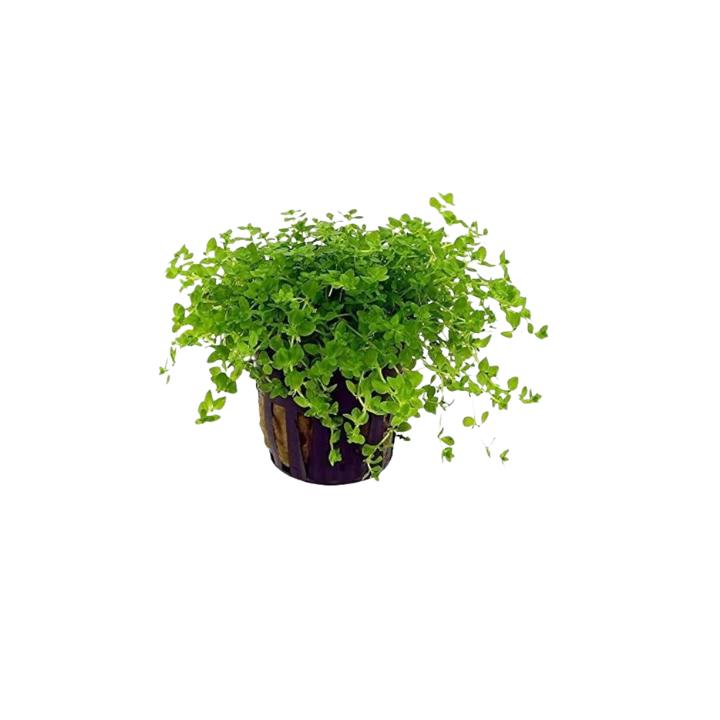 Aquarium Foreground Plant Bundle – 3 Pots