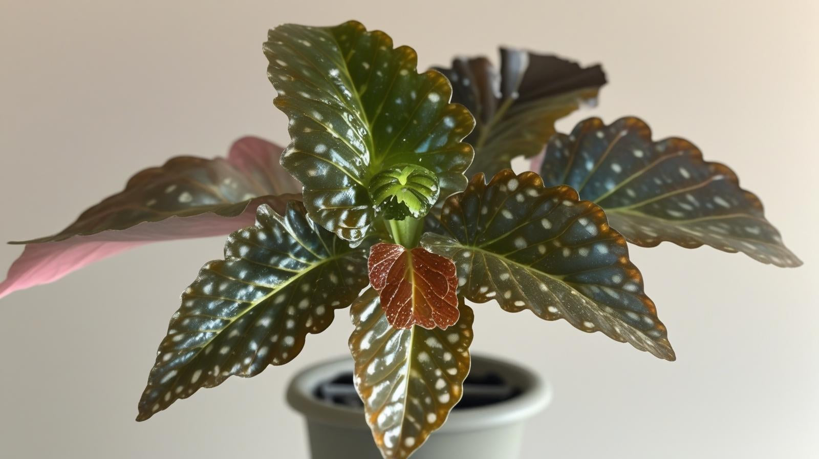 Angel Wing Begonia Fannie Moser Rooted Starter Plant
