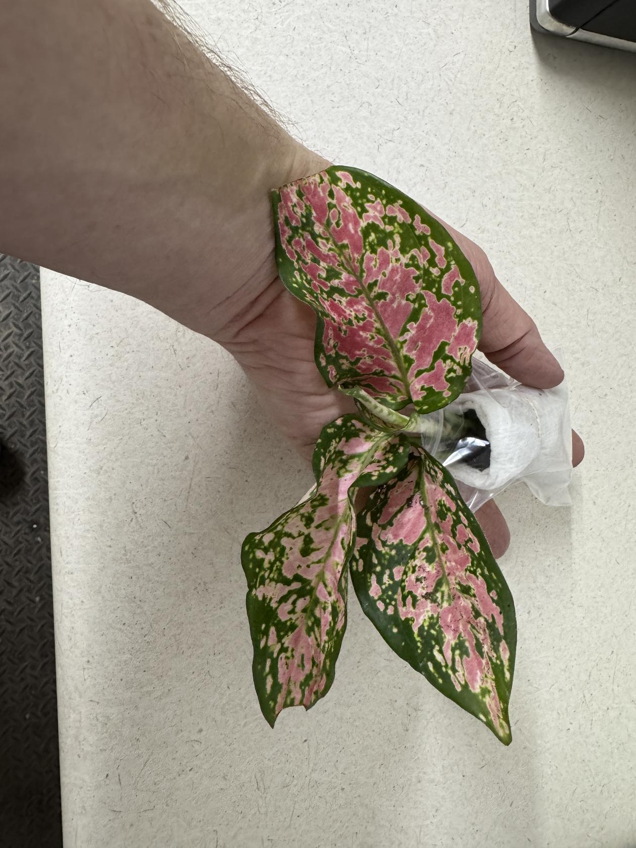 Aglaonema Queen Red Valentine