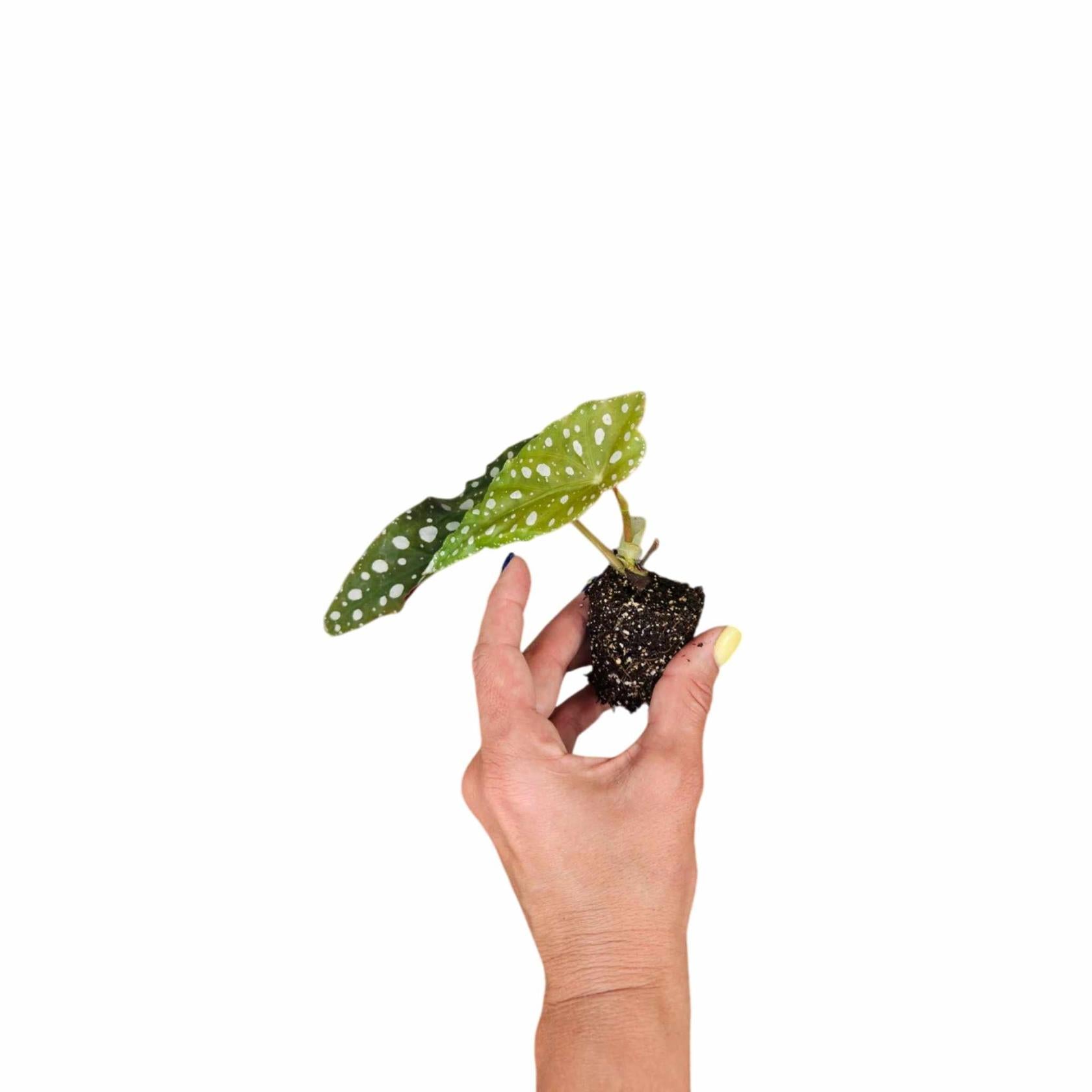 Angel Wing Begonia Maculata Rooted Starter Plant