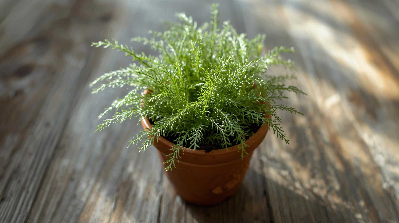 Anacharis Egeria Densa