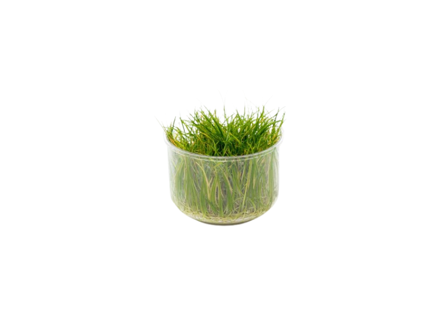 Eleocharis acicularis 'Mini' Dwarf Hair Grass Tissue Culture