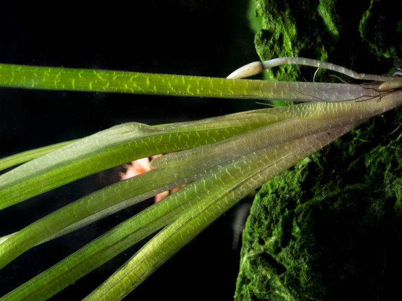 6 Plant Pack Jungle Vallisneria Americana