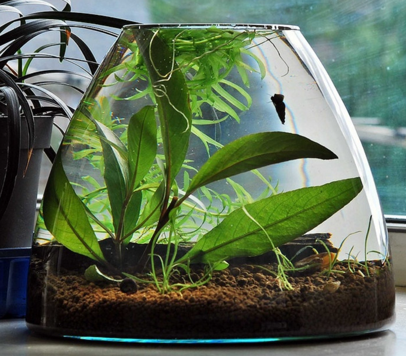 Anubias Heterophylla Lanceolata