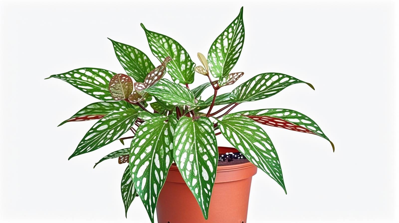 Angel Wing Begonia Medora