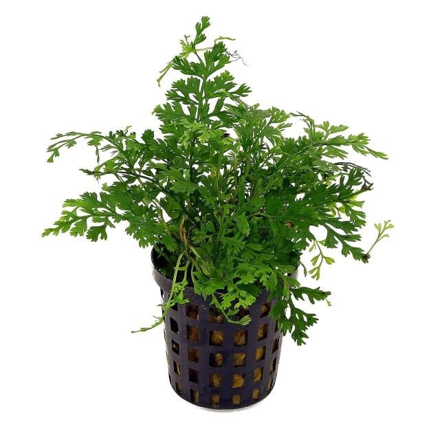 Bolbitis Heteroclita Difformis "Mini"