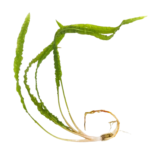 Cryptocoryne Crypt Balansae