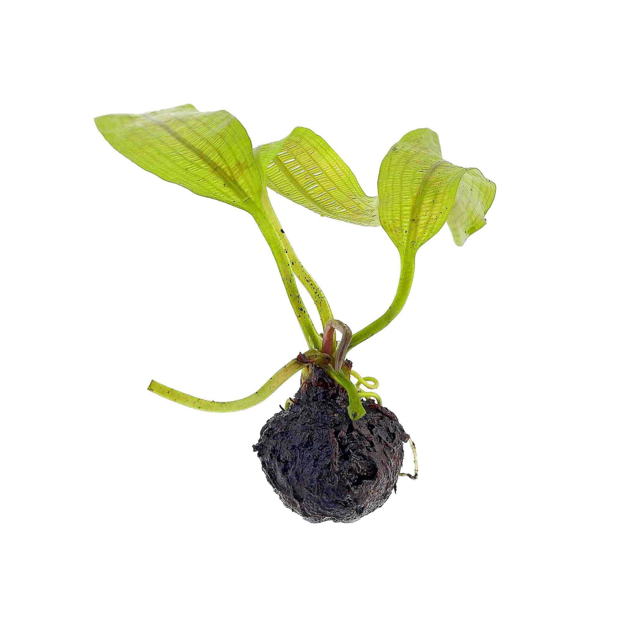 Madagascar Lace (Aponogeton madagascariensis)