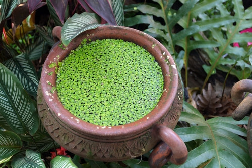 Floating Plant Combo Pack