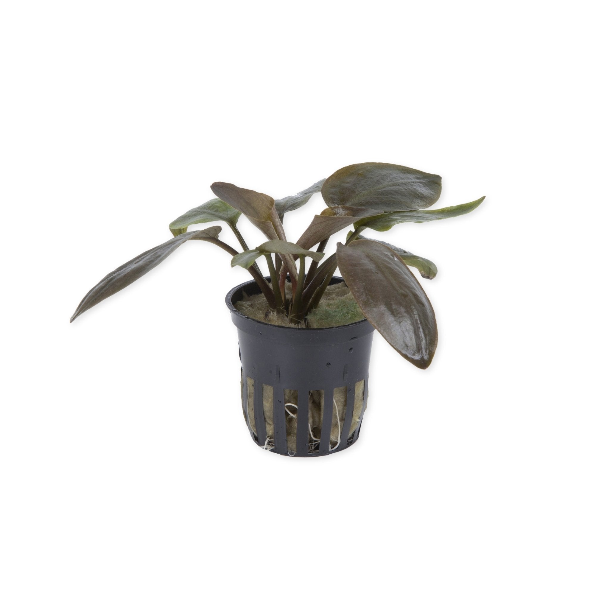 Lagenandra Meeboldii