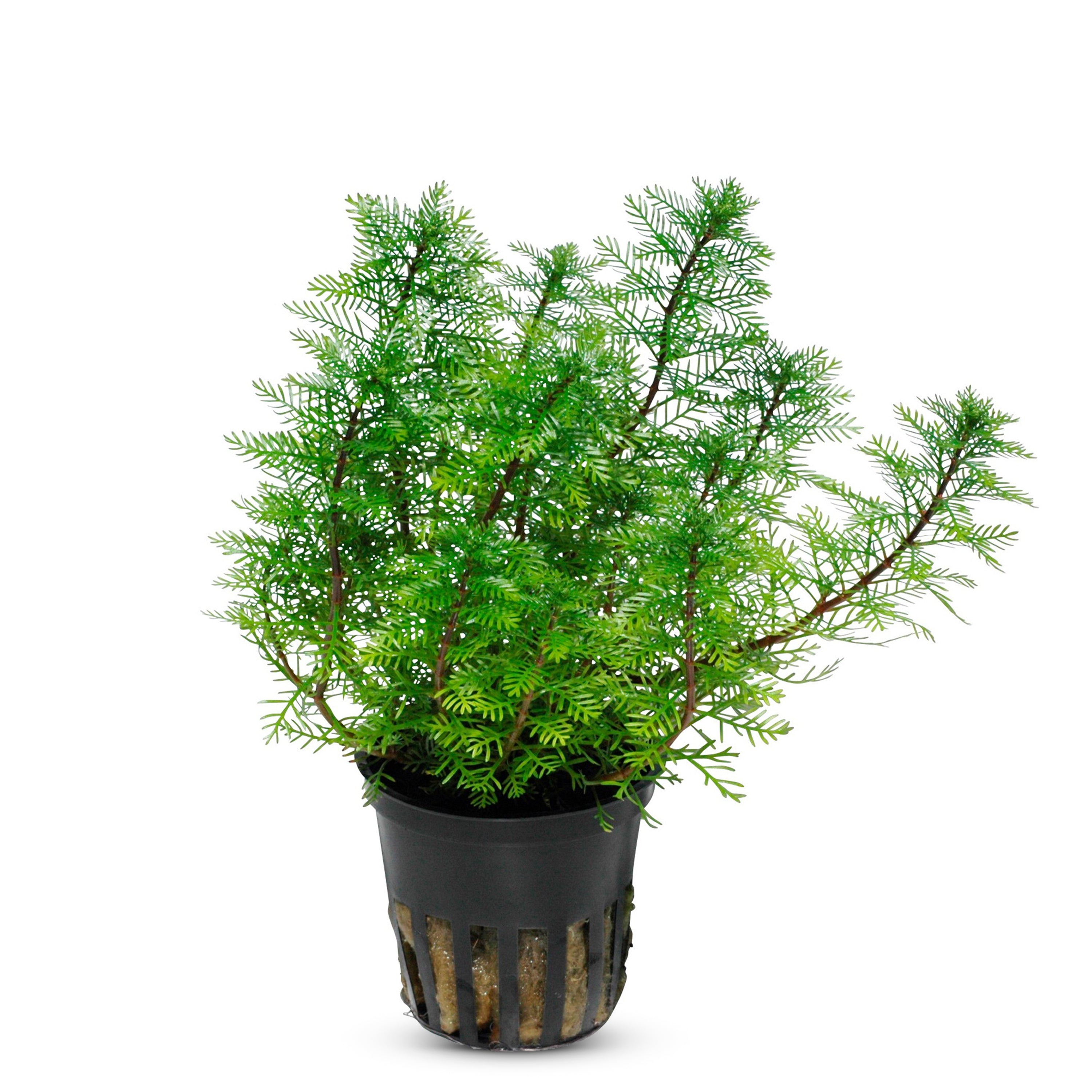 Red Parrot Feather Myriophyllum Brasiliensis