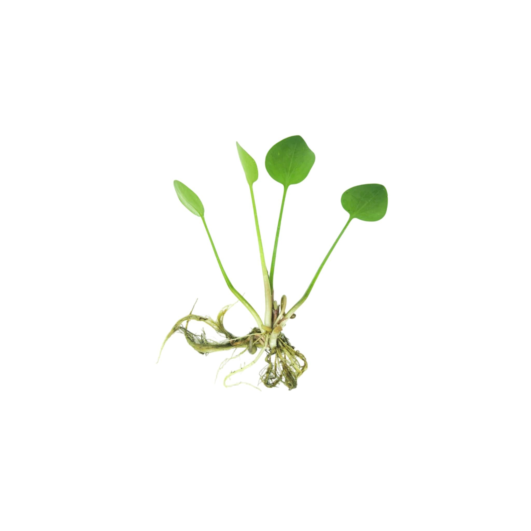 Frogbit (Limnobium Spongia)